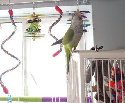 Semi tame male Quaker and cage