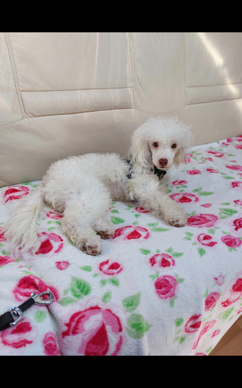 Toy poodle female 3 years old.
