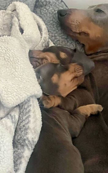 Male Miniture dachshund