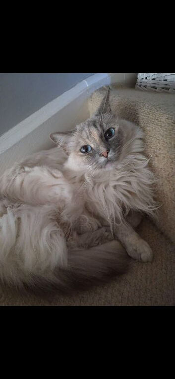 Blue Tortie Ragdoll