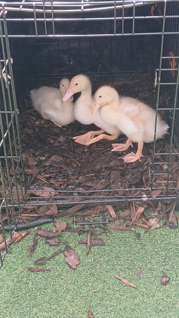 Runner ducks