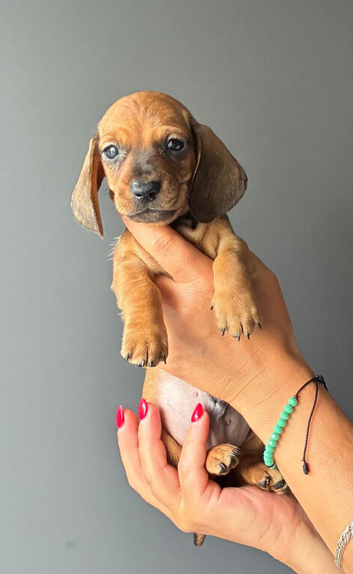 Gorgeous Dachshund Puppies