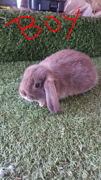 Pure mini lops