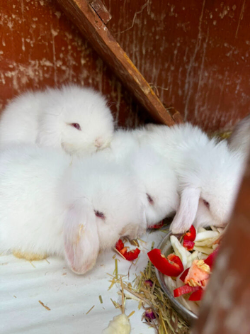 3 white available