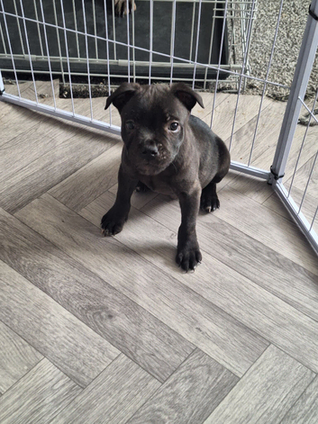 Staffordshire Bull Terrier K.C registered