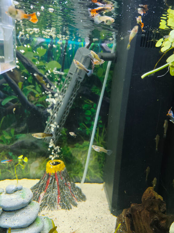 Guppies
