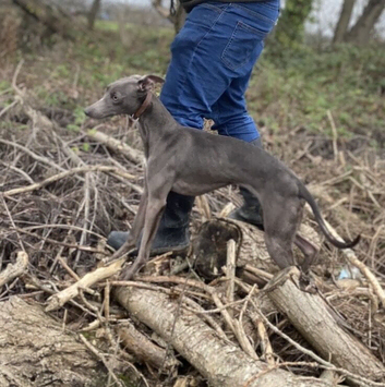 Whippet pups