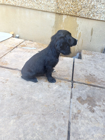 Cocker puppy one left