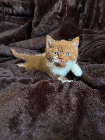 Ready now cinnamon British shorthair kittens