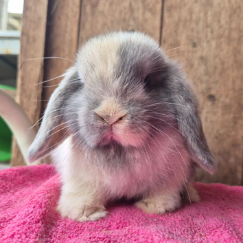 Blue/fawn harlie mini lop doe.