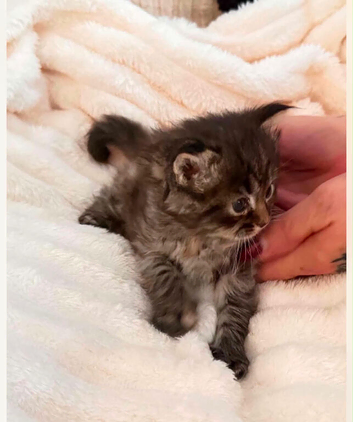 Maine coone / Ragdoll mix kittens