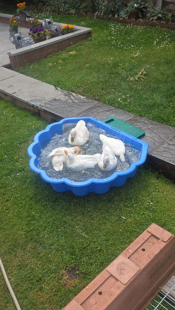 Call ducks