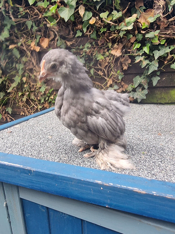 5 female pekin bantams for sale