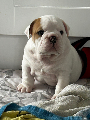 BRITISH BULLDOG PUPS