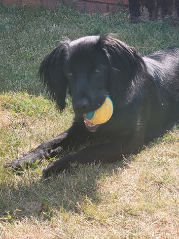 Max