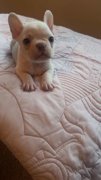French bulldog pups