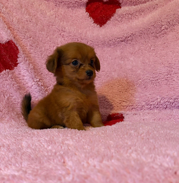 Pomeranian cross chihuahua