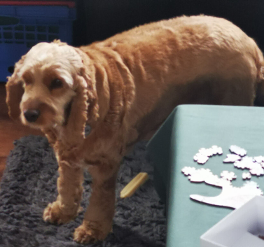 Cockapoo girl