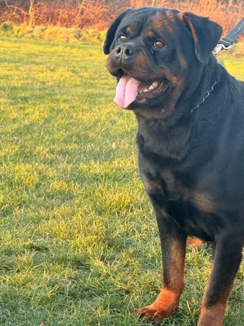**Beautiful Female Rottweiler &ndash; 3 Years Old**