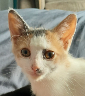 Adorable kitten for sale