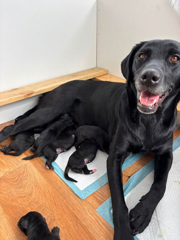 Labrador cross puppies