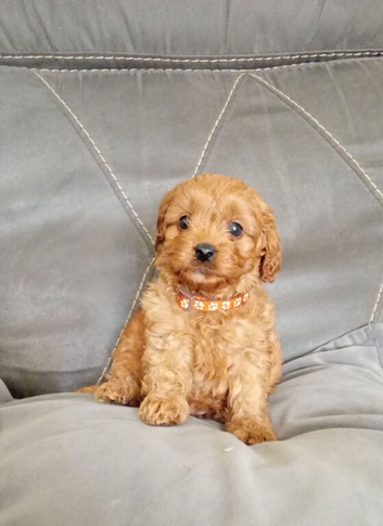 Cavapoo puppies