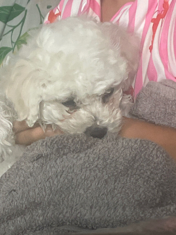 Puppie for sale
