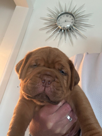 Dogue de Bordeaux puppies