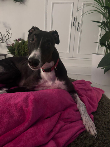 ***FERN RESCUE* GREYHOUND FOR ADOPTION***