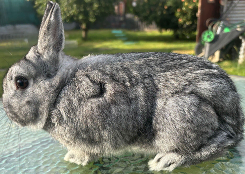 Grey Netherlands dwarf male