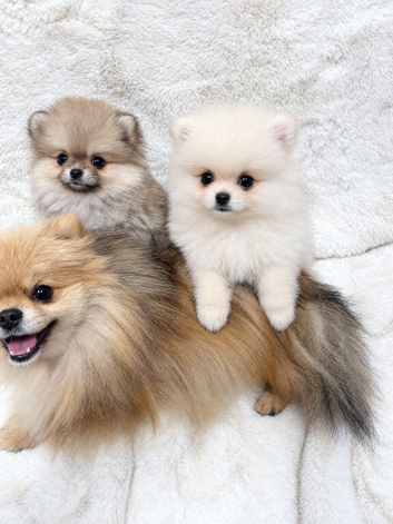 Stunning Pomeranian Boy Puppys
