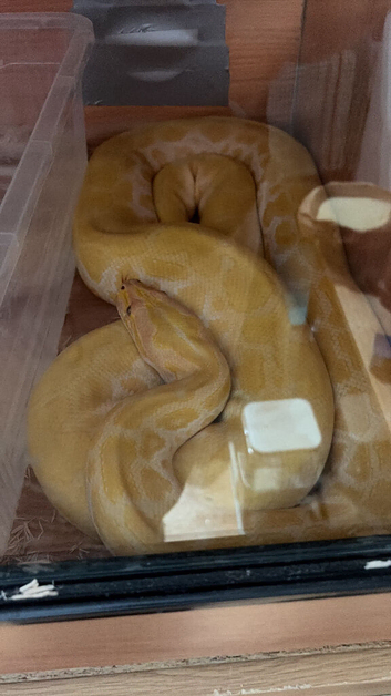Albino Burmese python