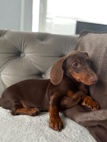 LC Reg male dachund