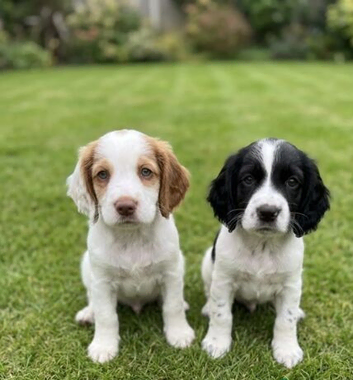 8 Week Old Working Cocker Boys