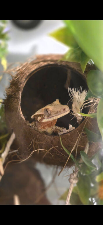 Lily white crested gecko male