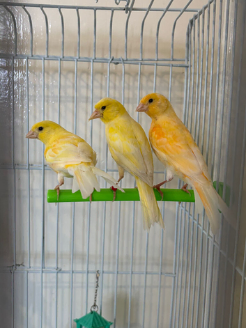 Mixed canaries for sale