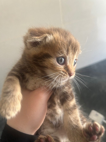 British Shorthair x Tabby Kittens &ndash; Born 23/05/26 &ndash; Reserving Soon