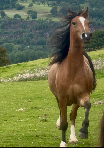 Registered Bay Welsh section D filly