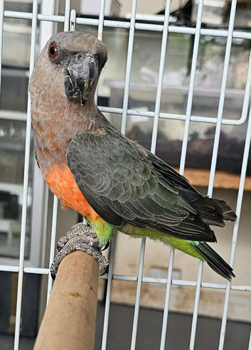 Red bellied parrot ( Poicephalus rufiventris)