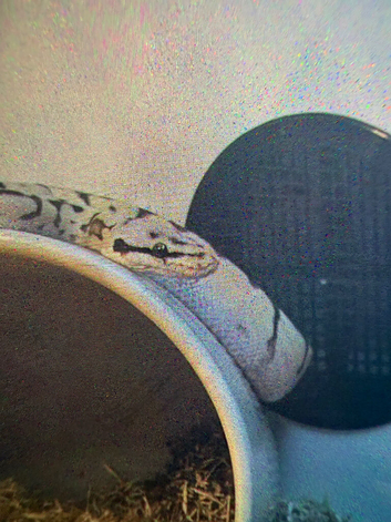Spider het-clown Ball python