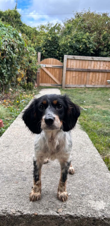 Miniture working cocker girl
