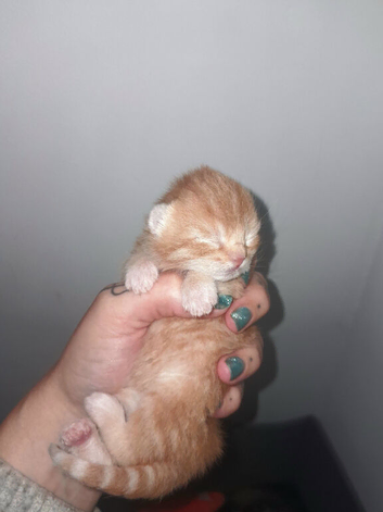 Beautiful ginger kittens