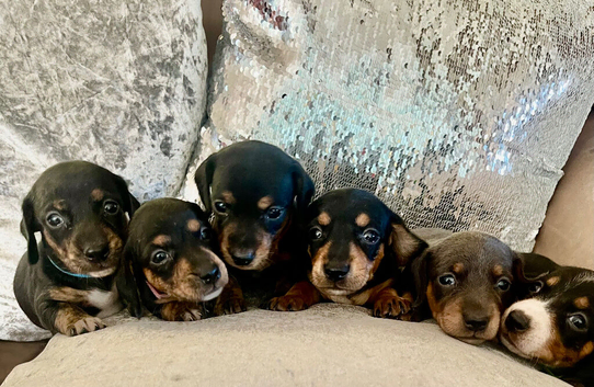 Gorgeous dachshund puppies