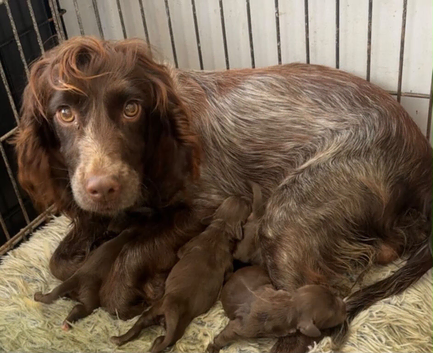 Cocapoo puppies