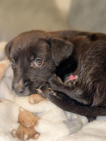 Puppy for sale