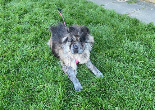 female blue merle chow chow