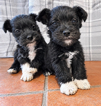 Schnauzer pups - LAST 2 pups remaining