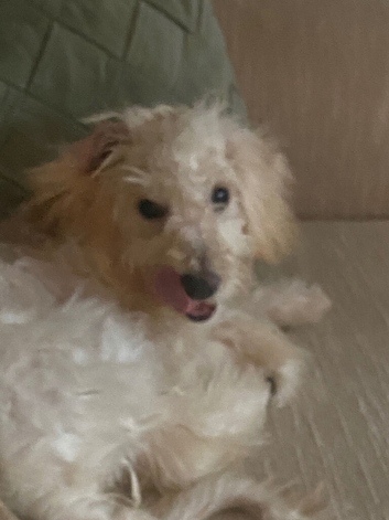 Cockapoo puppy