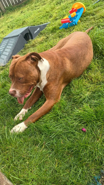 American bulldog
