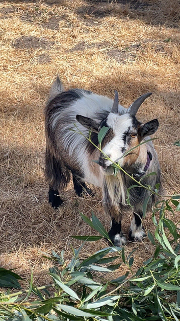 2 x 20 month old Pygmy goats